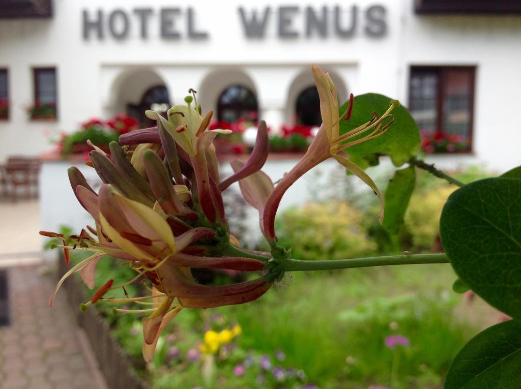 Hotel Wenus Kazimierz Dolny Eksteriør bilde